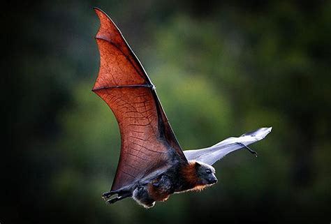 Grey Headed Flying Fox Bat Flying Along The Yarra River At Melbourne