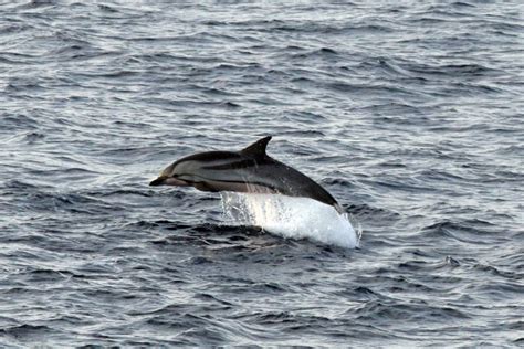 Striped Dolphin Noaa Fisheries