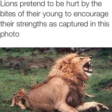 Lion Facts With Images Funny Animals Funny Animal
