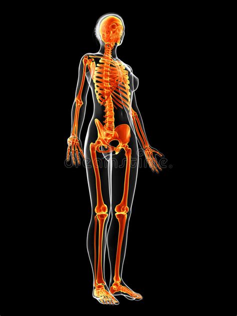 The Female Skeleton Stock Illustration Illustration Of Science 34164784