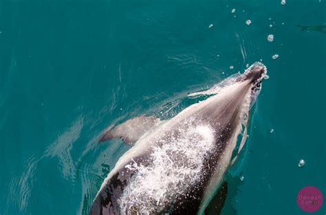Adorable Playful Dusky Dolphins In Kaikoura Drone And Dslr Travel Blog
