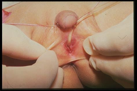 Imágenes de un pene entrando en una vagina Nuevos videos porno