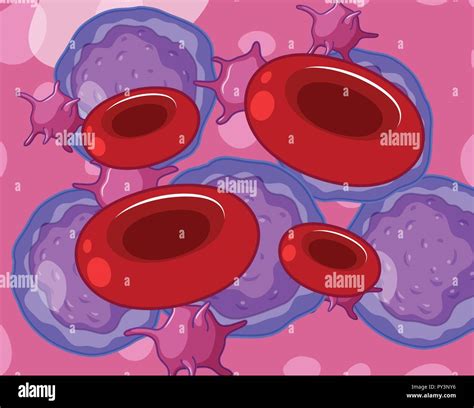 Red White Blood Cells And Platelets Illustration Stock Vector Image