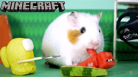 Asmr Minecraft Pig For Guinea Pig Hamming Life Asmr Youtube