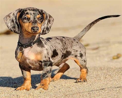 Pros And Cons Of Owning A Dapple Dachshund Healthy Homemade Dog Treats