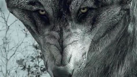 Call Of Duty Ghosts Wolf Dlc Confirmed To Xbox First Attack Of The