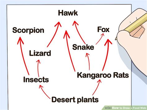 How To Draw A Food Web 11 Steps With Pictures Wikihow