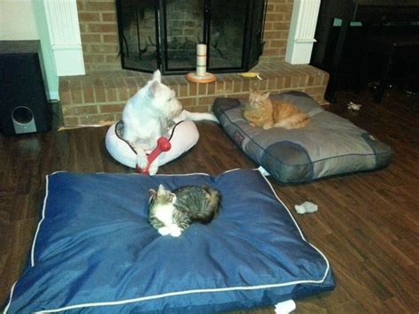 32 Cats Stealing Dogs Beds Will Prove Who Iz The Superior Species