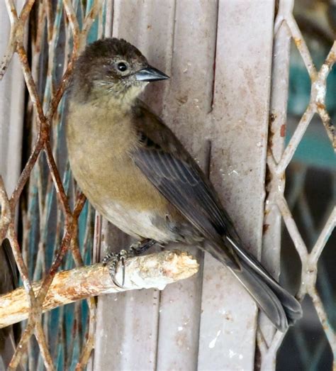 La avifauna de puerto rico consta aproximadamente de 350 especies, de ellas 120 anidan regularmente en puerto. Foto Blog Puerto Rico: Fotos de Aves en Puerto Rico