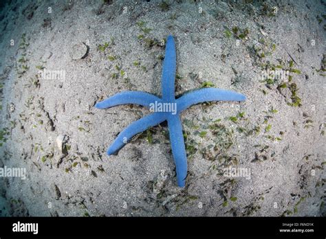 A Blue Starfish Linckia Laevigata Lays On The Sandy Seafloor Near
