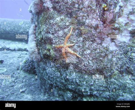 Egyptian Sea Star Gomophia Egyptiaca Stock Photo Alamy