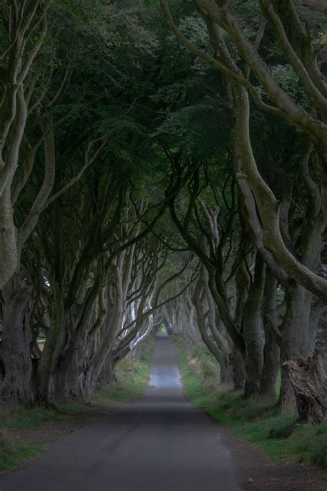Visit The Dark Hedges One Of The Most Enchanting Places In Northern
