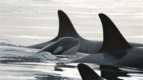 With Food Source Endangered Southern Resident Killer Whales Face