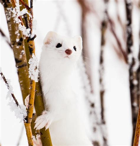 Least Weasel Snow