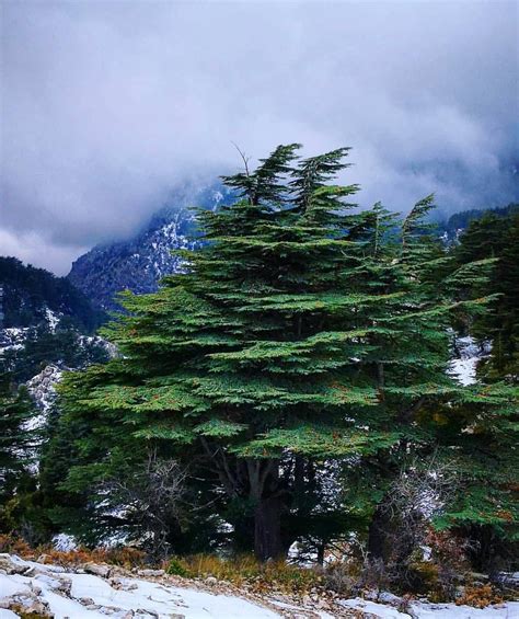 Lebanon 🇱🇧 On Instagram “tannourines Cedars 🌲🇱🇧 🌲 Photo Credit