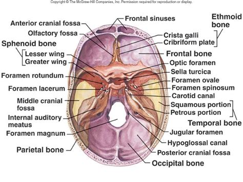 Bones and muscles of head and neck. cranial sinus anatomy | Bala6y's Atlas for Anatomy of Head & Neck - الصفحة ... | anatomy lab ...