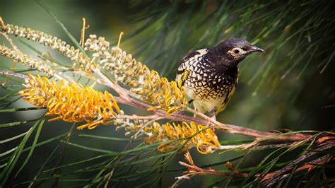 Conservationists Push To Save Critically Endangered Regent Honeyeaters