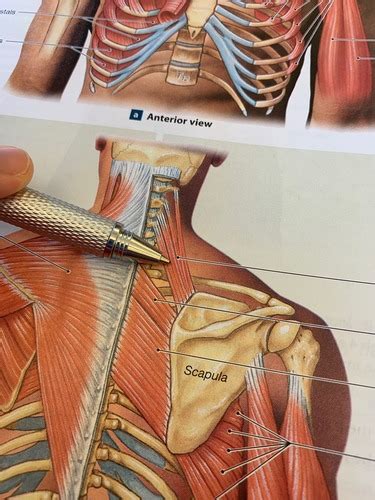 Muscles Of Pec Girdle And Upper Limbs Flashcards Quizlet