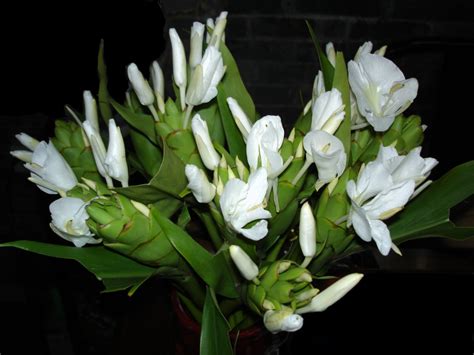 Top 10 Most Fragrant Flowers Dengarden