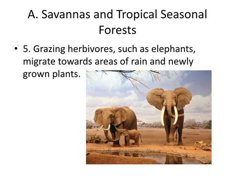 Ppt 6 3 Grassland Desert And Tundra Biomes Powerpoint Presentation