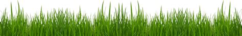 Free Cliparts Grass Border, Download Free Cliparts Grass Border png png image