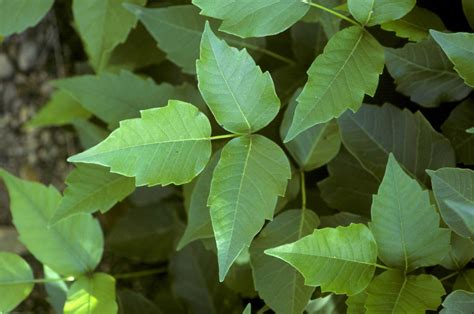 How to get rid of poison ivy: remove this weed for a safer garden ...