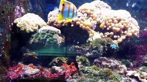 Sea Aquarium Artis Amsterdam 2015 Youtube