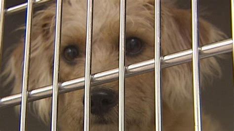 Lawmakers Looking To Make It Harder For Shelters To Euthanize Animals