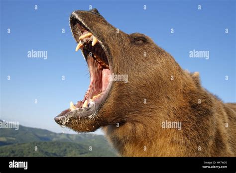Bear Roar Hi Res Stock Photography And Images Alamy