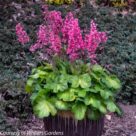 Heuchera Timeless Glow Coral Bells Rare Roots