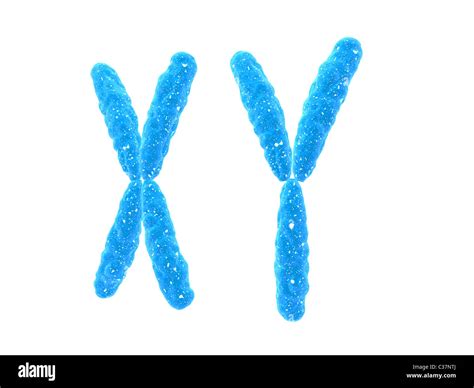 X - Chromosom, y - Chromosom Stockfoto, Bild: 36435522 - Alamy