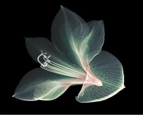 Nick Veasey S Very Beautiful X Ray Picture Amazing Pictures At
