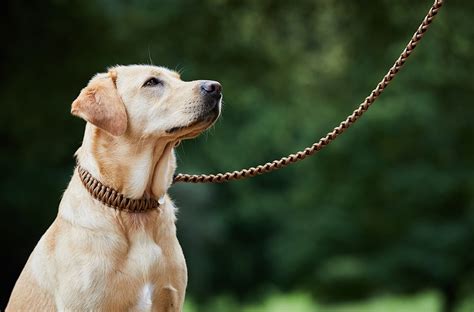 Braided paracord dog collar khaki with custom engraved tag. Brunel Paracord Dog Collar UK | Bespoke service | Fur Babies