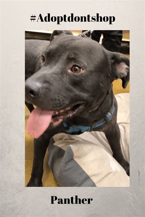 If you visit the organization in person, they should be able to give. Ready for adoption! He is patiently waiting for his second ...