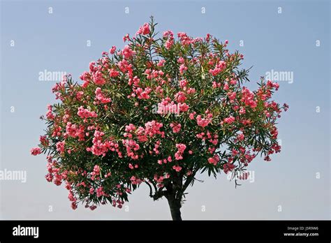 Tree Bloom Blossom Flourish Flourishing Oleanders Pink Nerium Oleander