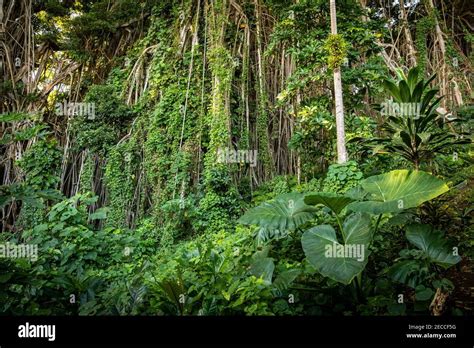 Tropical Evergreen Forests Hi Res Stock Photography And Images Alamy