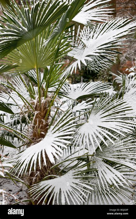 Snow Covered Palm Tree In Botanical Garden In Copenhagen Stock Photo