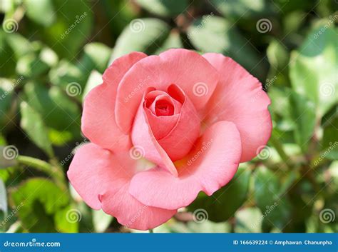 Light Pink Rose Bud Flowers Begins Blooming In Nature Garden Stock