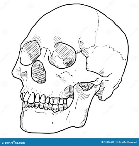 Desenho De Um Cranio