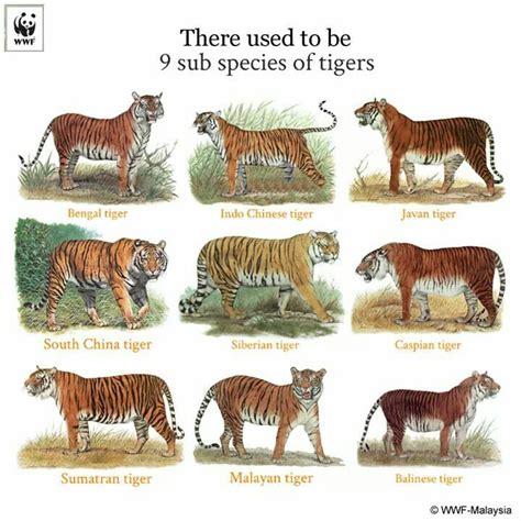 Tiger Species Tiger Species Tiger Pictures Bengal Cat Facts