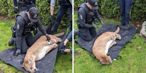 A Cougar Was Handcuffed By Rcmp Officers After Being Spotted In Someone