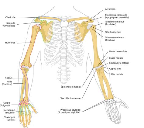 Two thinner bones, the radius and ulna, in the forearm; File:Human arm bones diagram-fr.svg - Wikipedia