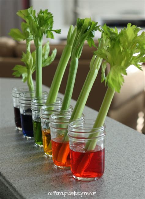 Here are 10 of the best kits for science experiments for kids: Celery Science Experiment for Kids | Coffee Cups and Crayons