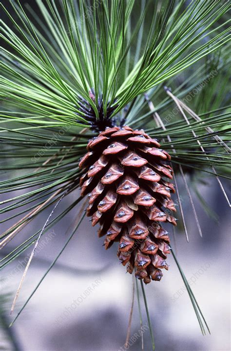 Ponderosa Pine Cone Stock Image B5000285 Science Photo Library