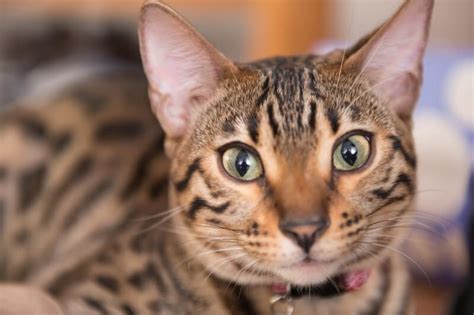 The Differences And Similarities Between Bengal Cats And Tigers Catsinfo