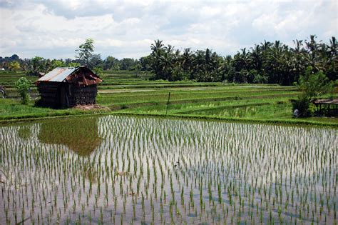 Rice Fields In Ubud Bali Ubud Future Travel Farmland