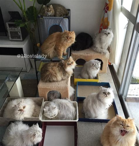 This Is What Its Like Every Time These 12 Fluffy Kitties Hear The