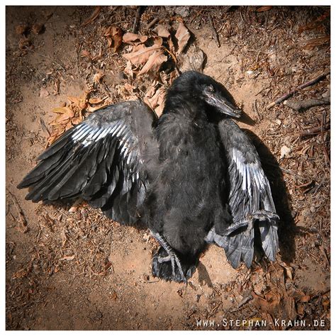 Dead Crow Tote Kraehe By Stephankrahn On Deviantart