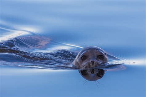 Ringed Seal Facts Pictures And Information Discover A Common Arctic Seal