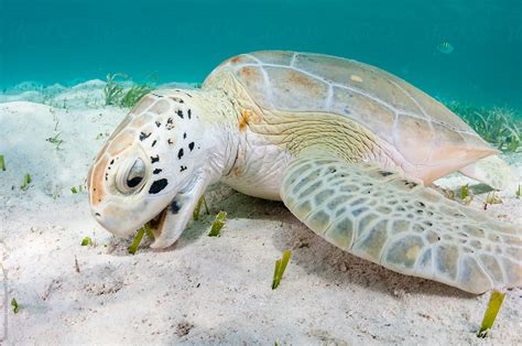 Green Turtle Feeding By Stocksy Contributor Shane Gross Stocksy